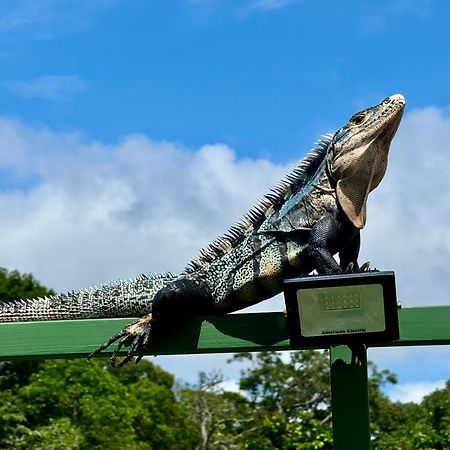 An Abundance Of Wildlife At Jungle Glory Home Abajo Manuel Antonio Exterior foto