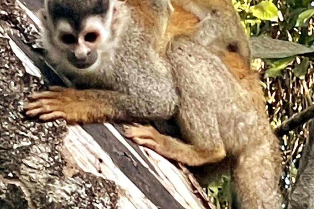 An Abundance Of Wildlife At Jungle Glory Home Abajo Manuel Antonio Exterior foto