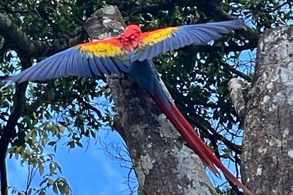 An Abundance Of Wildlife At Jungle Glory Home Abajo Manuel Antonio Exterior foto