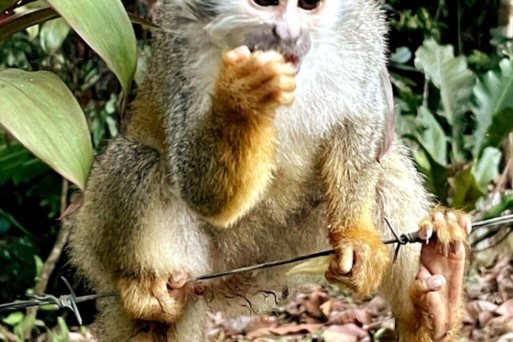 An Abundance Of Wildlife At Jungle Glory Home Abajo Manuel Antonio Exterior foto