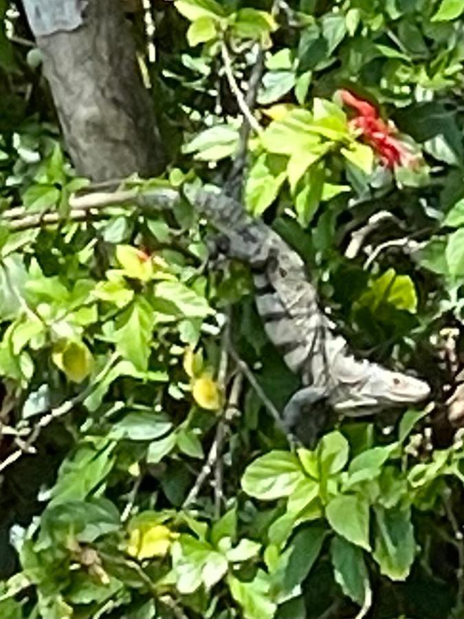 An Abundance Of Wildlife At Jungle Glory Home Abajo Manuel Antonio Exterior foto