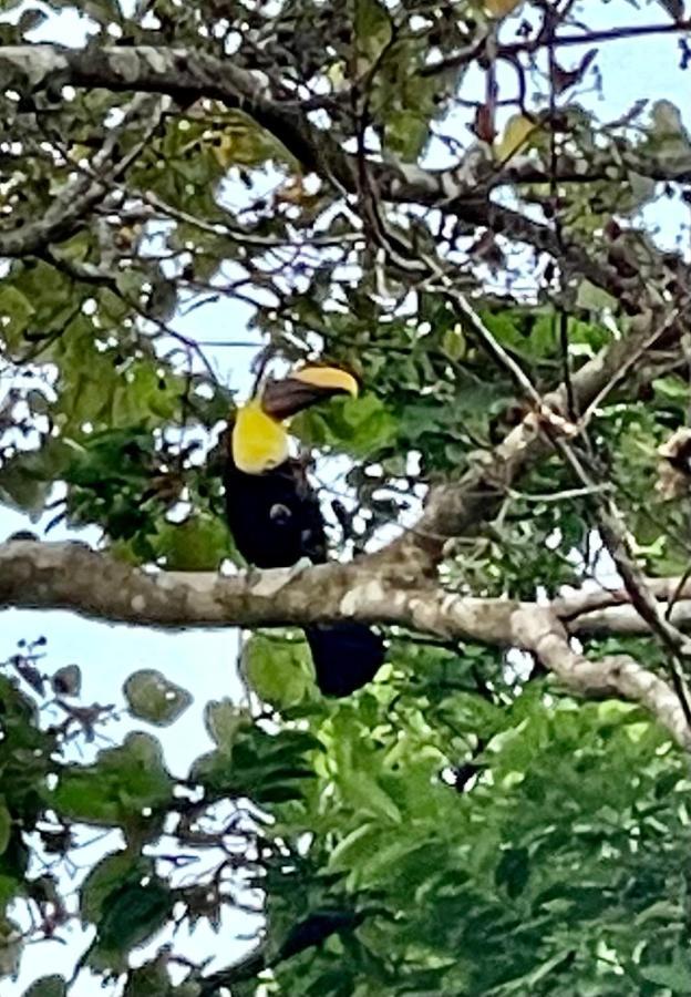 An Abundance Of Wildlife At Jungle Glory Home Abajo Manuel Antonio Exterior foto