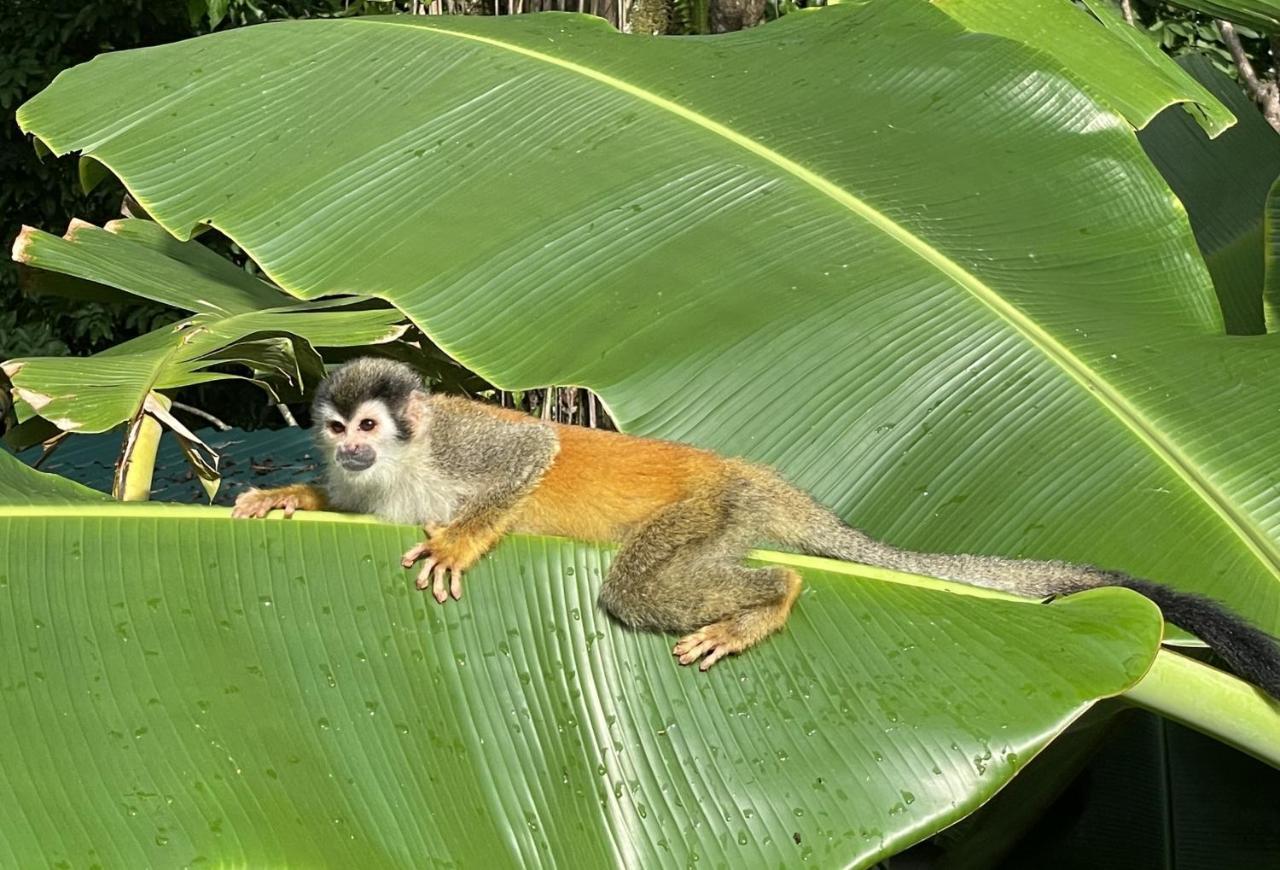 An Abundance Of Wildlife At Jungle Glory Home Abajo Manuel Antonio Exterior foto