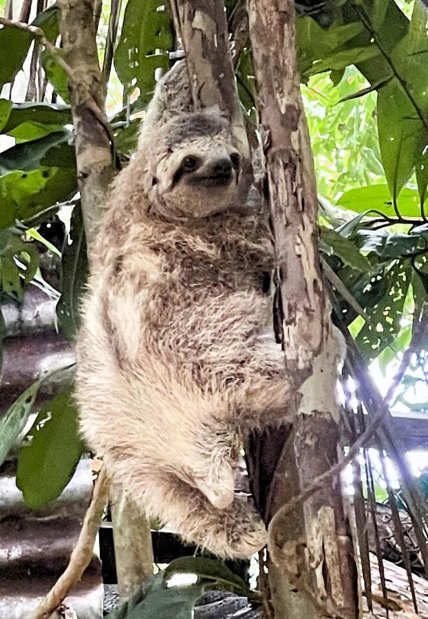 An Abundance Of Wildlife At Jungle Glory Home Abajo Manuel Antonio Exterior foto