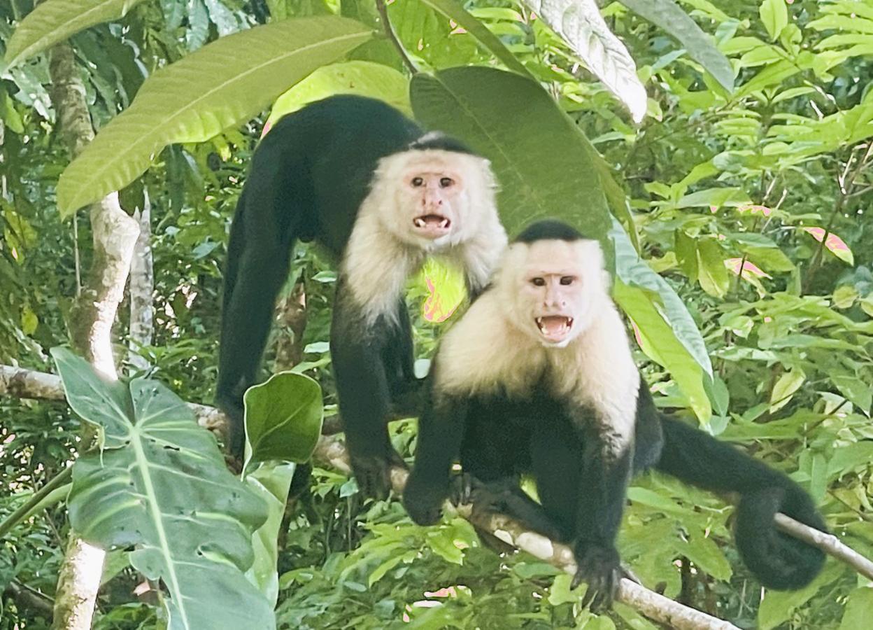 An Abundance Of Wildlife At Jungle Glory Home Abajo Manuel Antonio Exterior foto