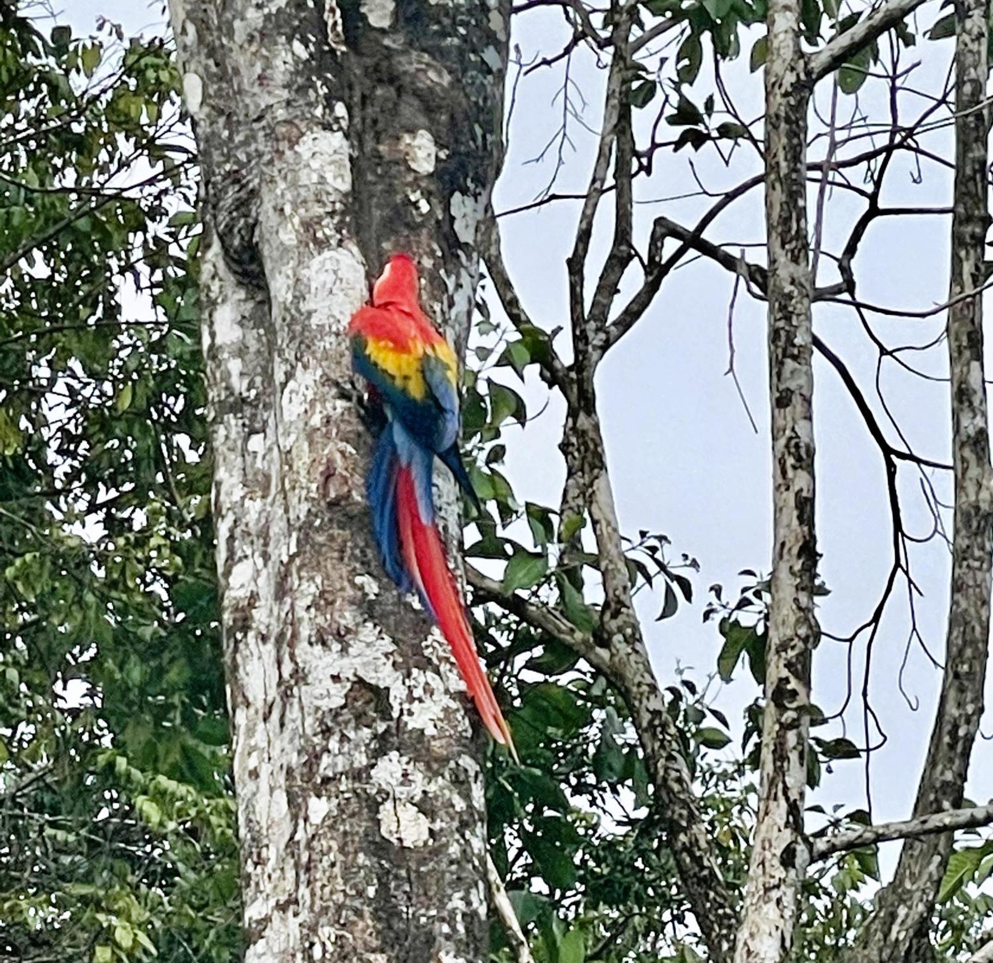 An Abundance Of Wildlife At Jungle Glory Home Abajo Manuel Antonio Exterior foto