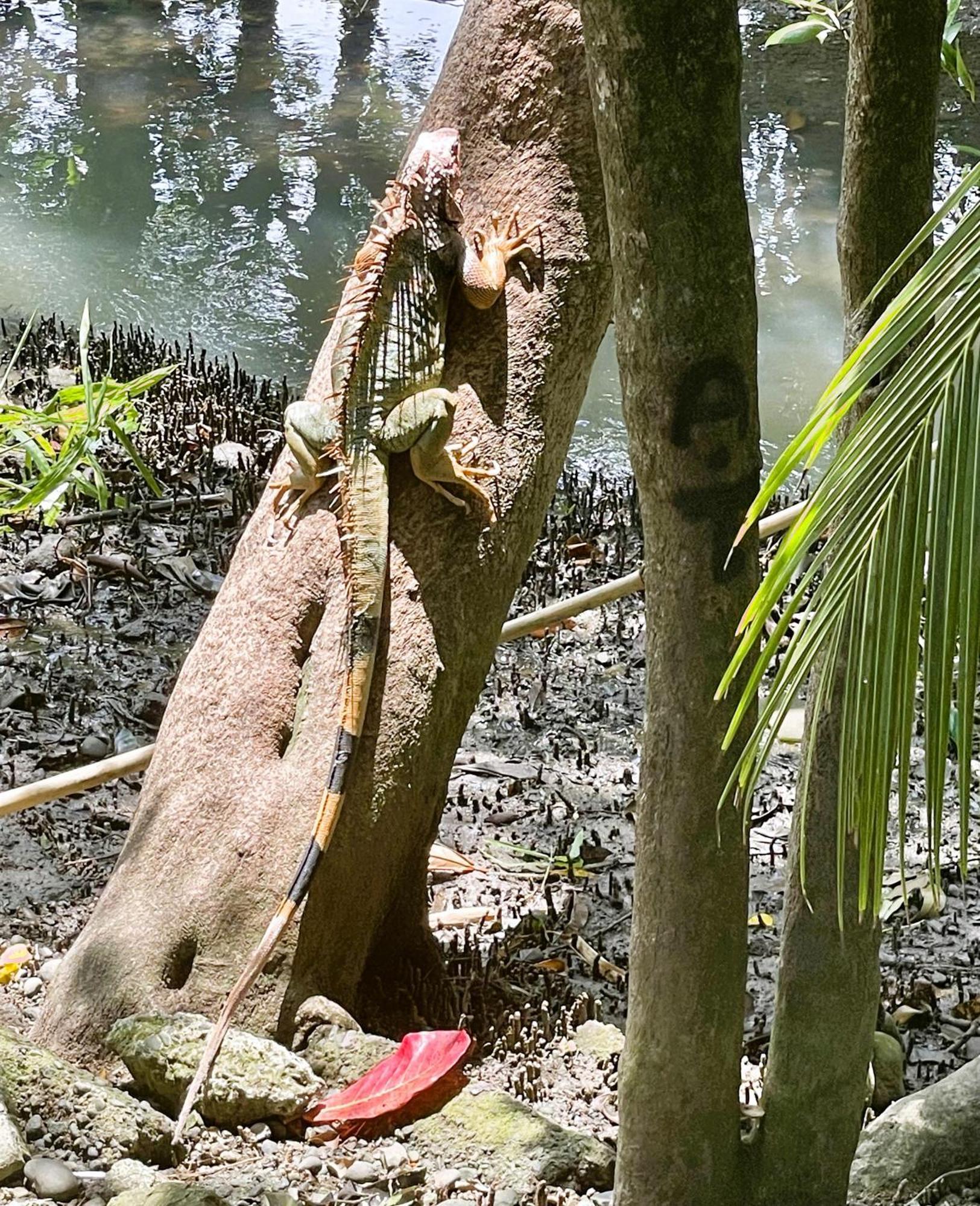 An Abundance Of Wildlife At Jungle Glory Home Abajo Manuel Antonio Exterior foto