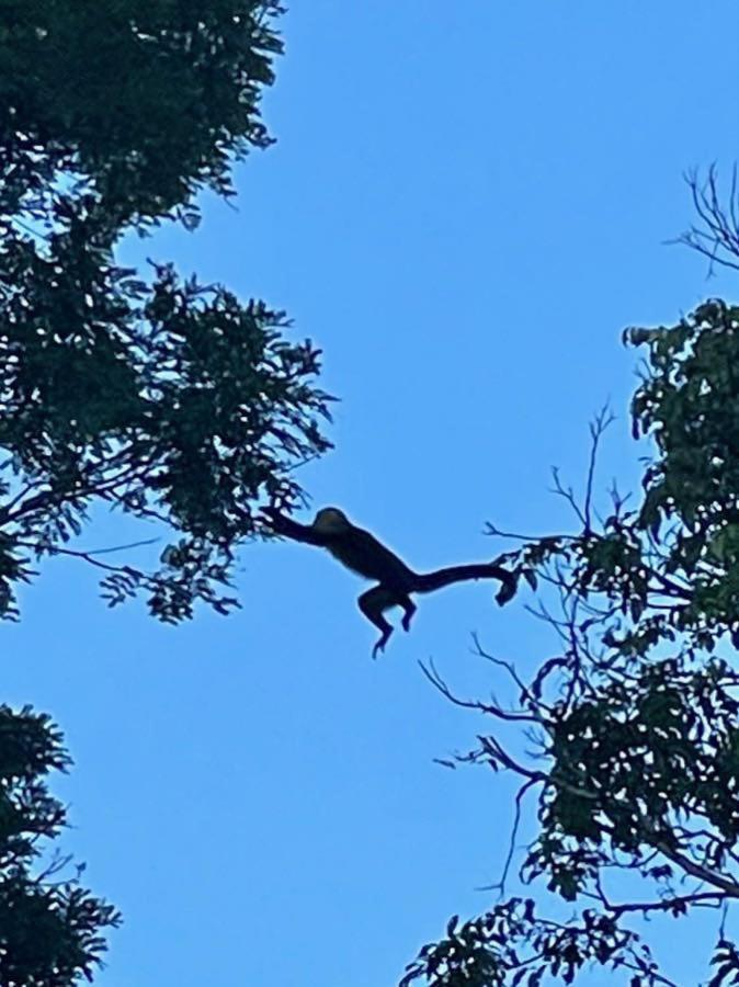 An Abundance Of Wildlife At Jungle Glory Home Abajo Manuel Antonio Exterior foto