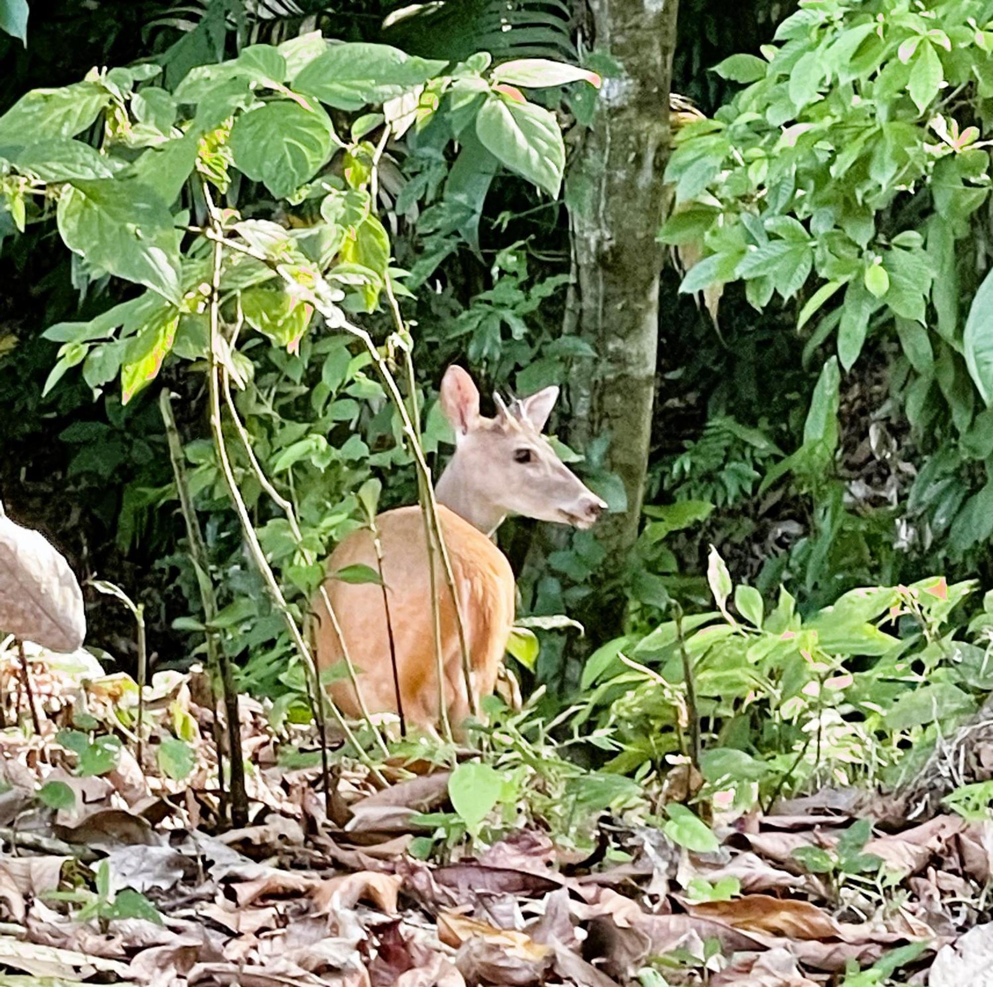 An Abundance Of Wildlife At Jungle Glory Home Abajo Manuel Antonio Exterior foto