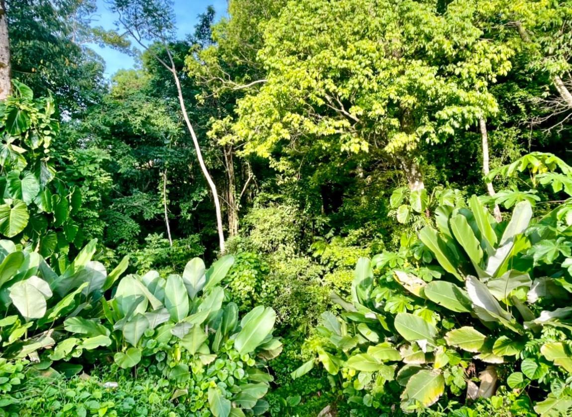 An Abundance Of Wildlife At Jungle Glory Home Abajo Manuel Antonio Exterior foto