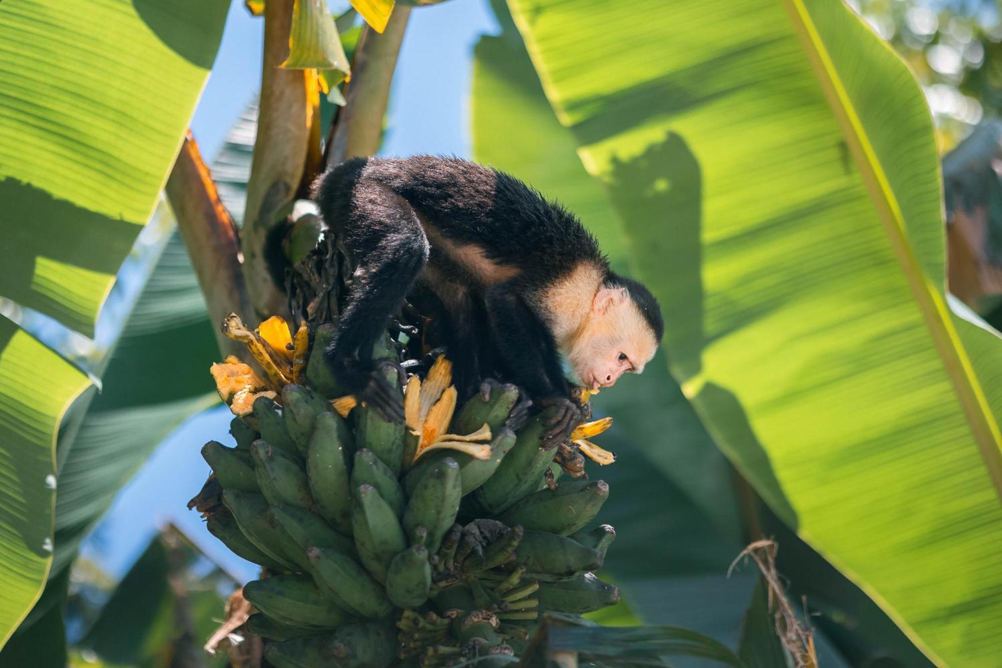 An Abundance Of Wildlife At Jungle Glory Home Abajo Manuel Antonio Exterior foto