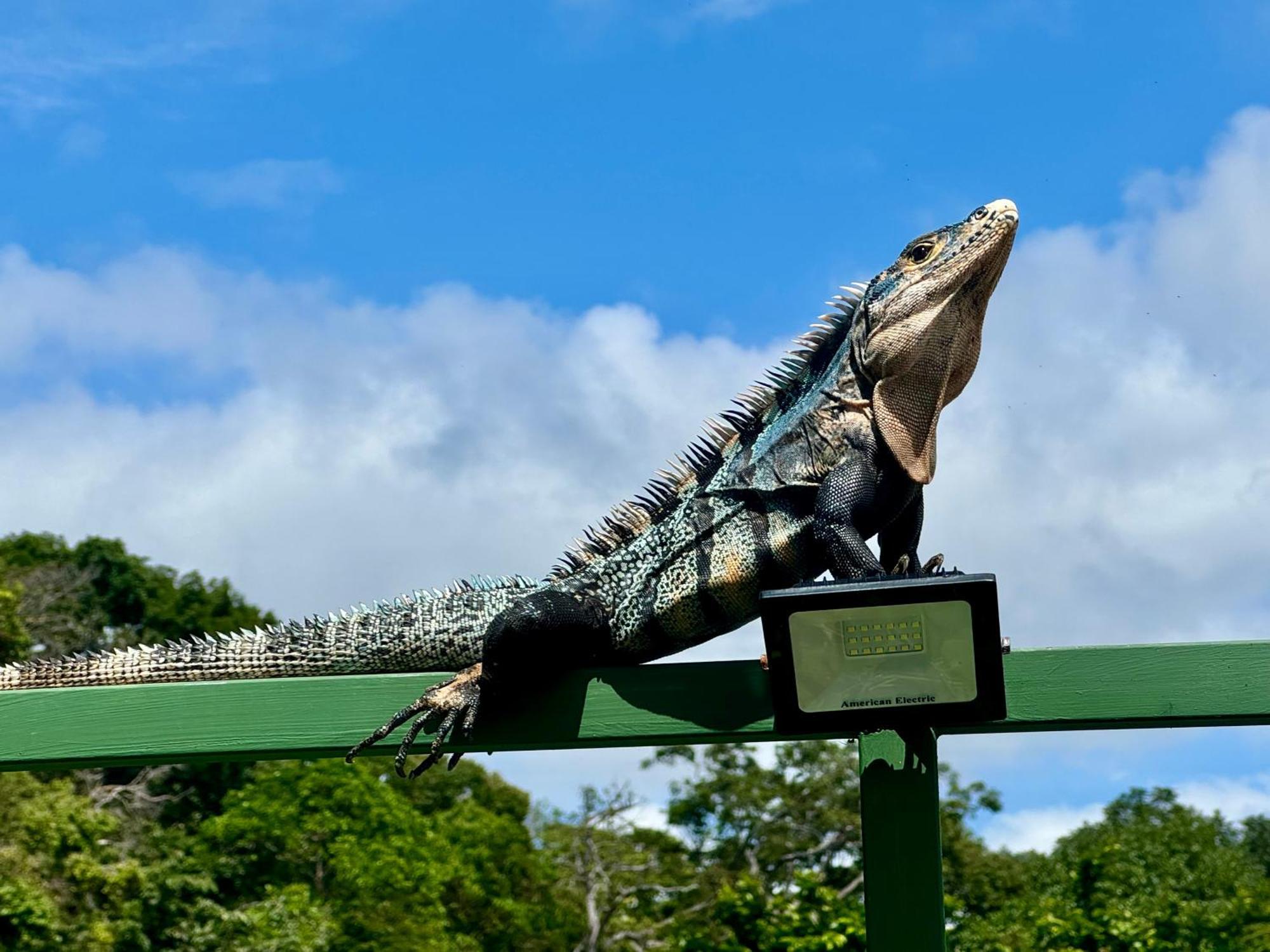 An Abundance Of Wildlife At Jungle Glory Home Abajo Manuel Antonio Exterior foto